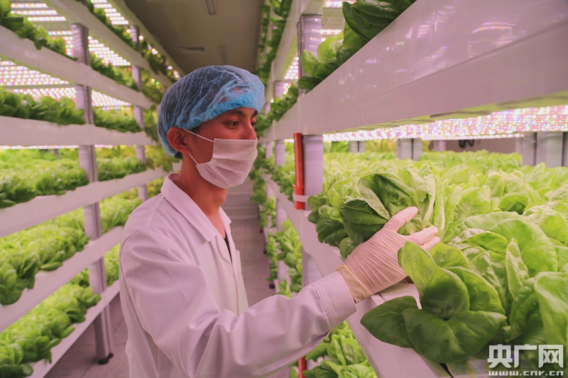 中科院和福建三安合力打造全球最大植物工厂